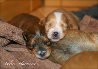 Havanese Welpen aus Nordrhein Westfalen VDH Zucht - PEDORO HAVANESER