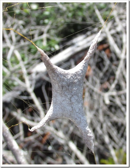 Florida Orb Weaver Egg Casing Spider Insect Bug (4)