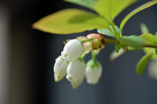 ブルーベリーの花