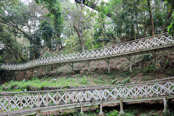 嘉義竹崎公園花旗木盛開，親水設施、天空步道、吊橋，休閒好去處