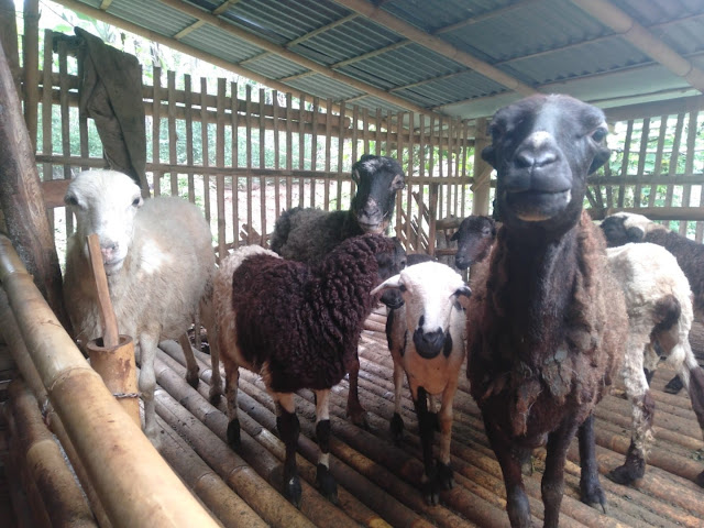 Kambing Guling Muda Di Garut