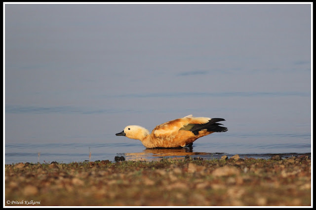 Ruddy Shelduck at Veer Dam