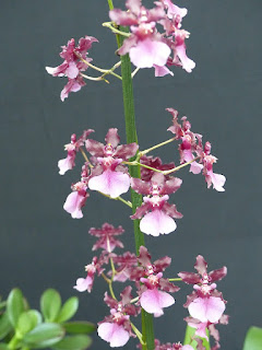 Oncidium Sharry Baby 'Sweet Fragrance'