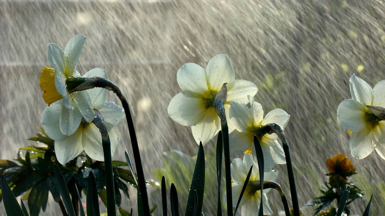 flowers and rain