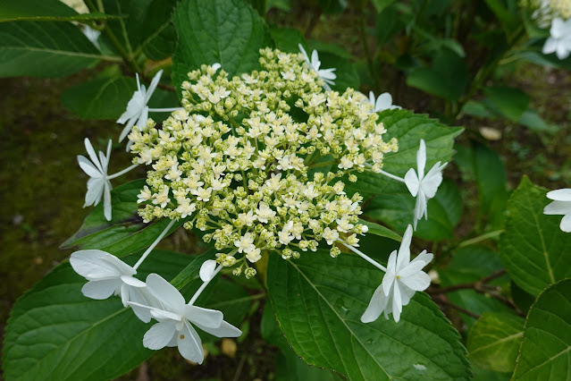 鳥取県西伯郡南部町鶴田 とっとり花回廊