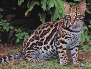 Ocelot (Leopardus pardalis)