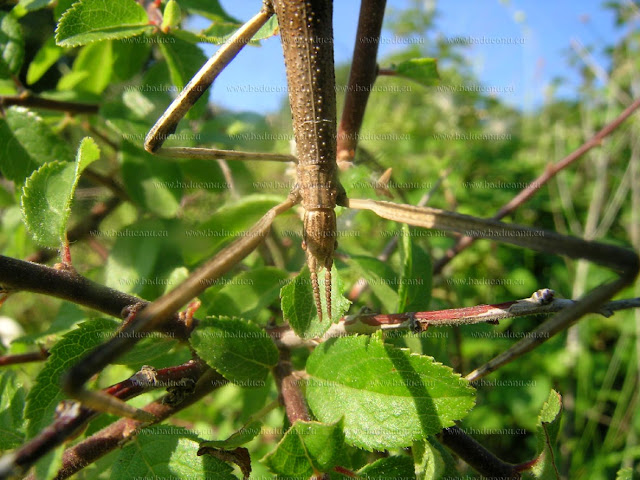 Insetto stecco - Clonopsis gallica © www.baducanu.eu