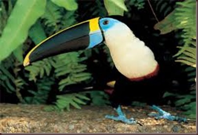 Amazing Pictures of Animals photo Nature exotic funny incredibel Zoo, Ramphastidae, Toucan, Bird, Alex (26)