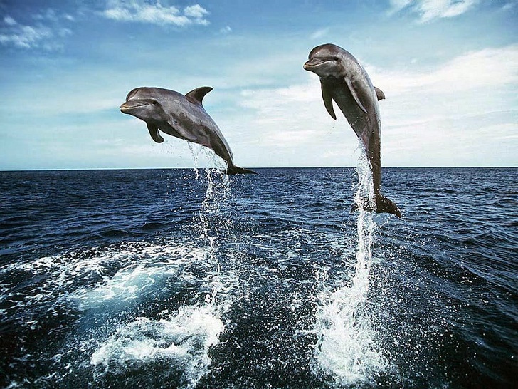 Mengapa Lumba-lumba Suka Melompat Keluar dari Air?