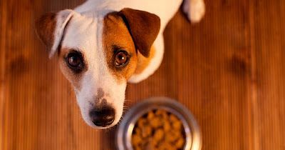 Elegir comida seca perros pequeños