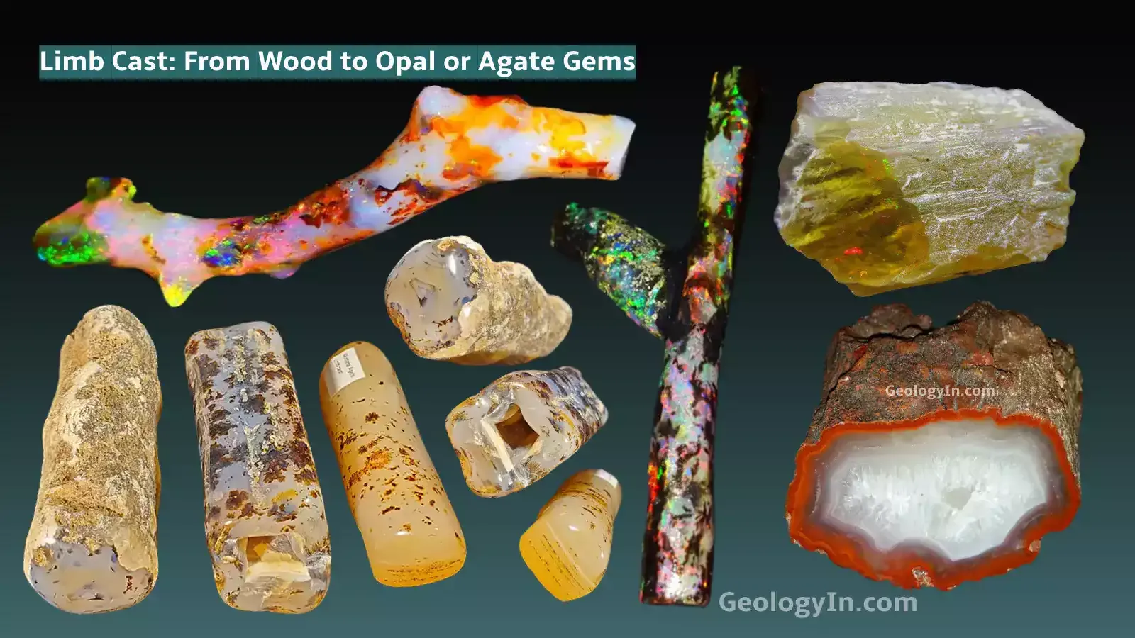 Limb Cast: From Wood to Opal or Agate Gems