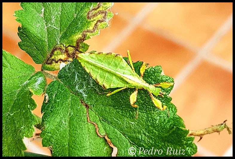 Ninfa macho L2 de Phyllium letiranti "Tataba", 2,2 cm de longitud