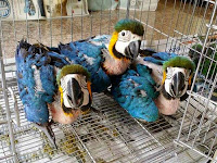 Harga Jual Burung Anakan African Grey Parrot Terbaru Tahun 2024