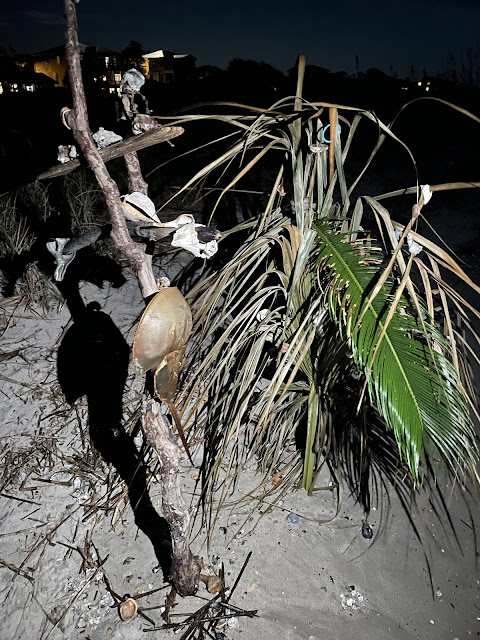 The final picture from our night walk. This one is of a large piece of drift wood that had been buried in the sand straight up and down. Over time, people had placed various shells on its branches.