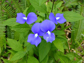 Otacanthe bleue - Zerbe cirage - Achetaria azurea - Otacanthus azureus