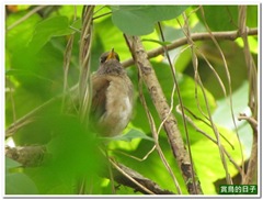 20110318_114001_014_BotanicalGarden