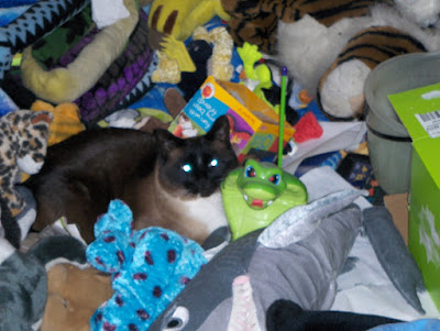 photo of Koko sleeping in a pile of toys