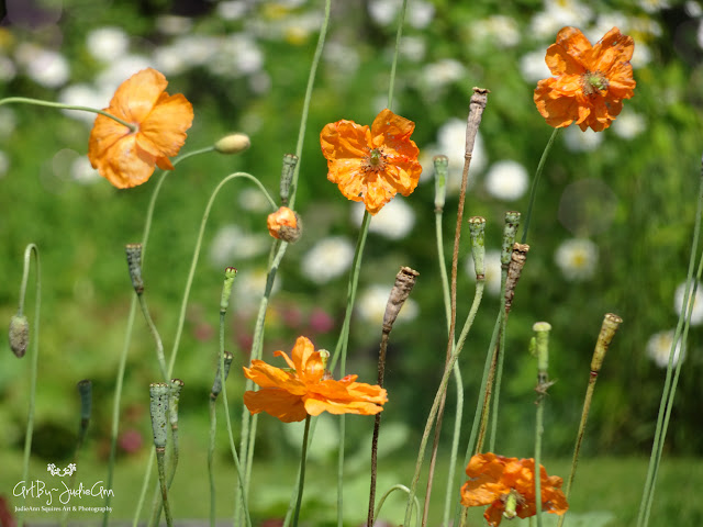 Papaver rupifragum