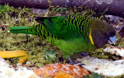 burung nuri macan