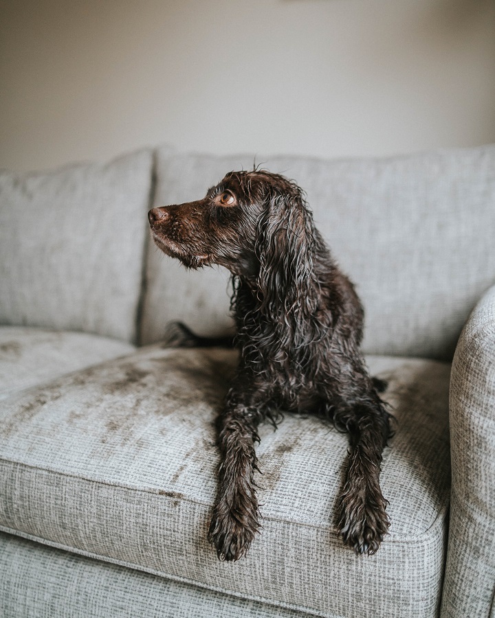 The Best Dog Friendly Sofa