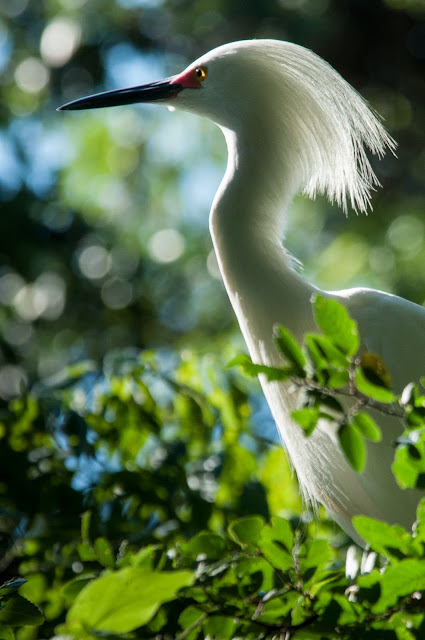 Snowy Egret, UT Southwestern Medical Center