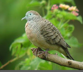 burung perkutut 