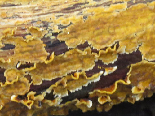 Xanthoria