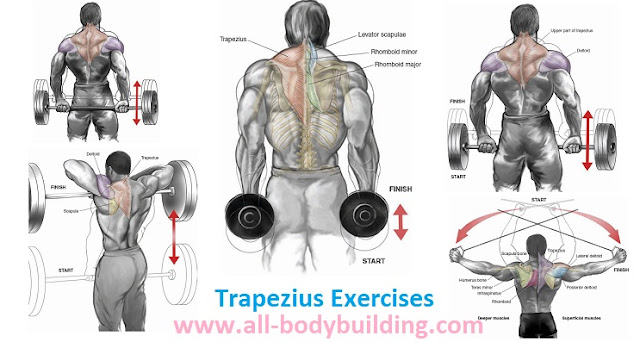 Trapezius Exercises