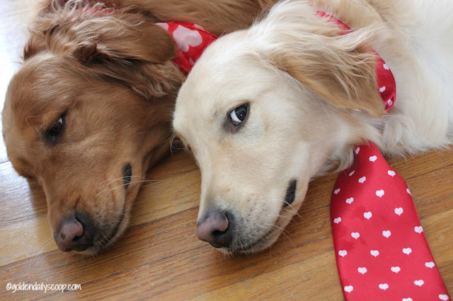 golden retriever dogs valentines day #wordlesswednesday