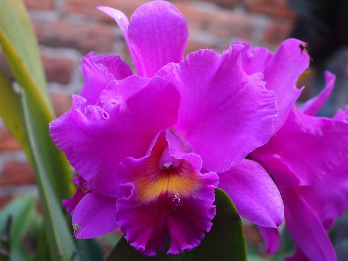 orquidea cattleya