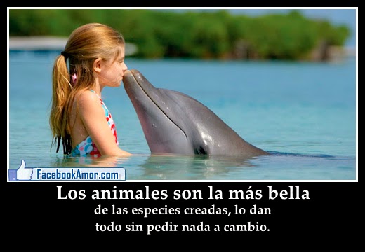 8 Imagenes de animales adorables con frases para faceboock