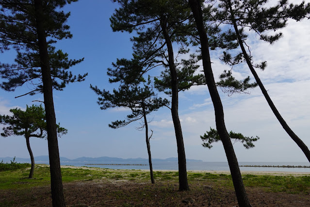 鳥取県米子市河崎　松林