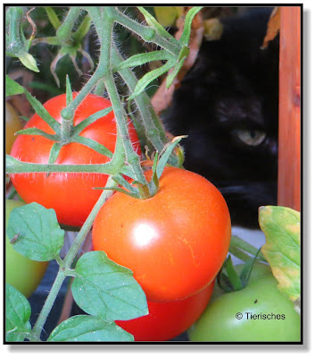 Katze im Tomatenkasten