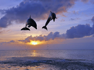 foto de delfines en pareja