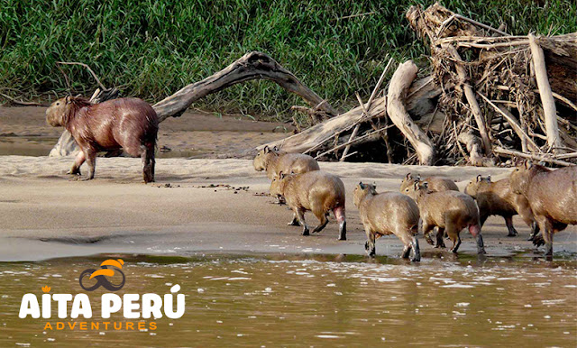 Capibaras-en-rio-tambopata