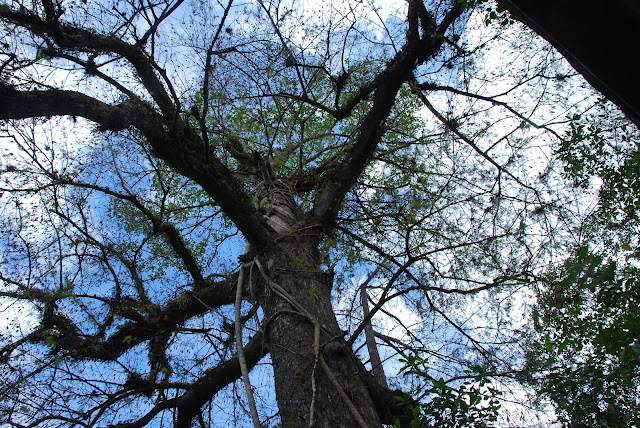 Audubon Corkscrew Swamp Sanctuary