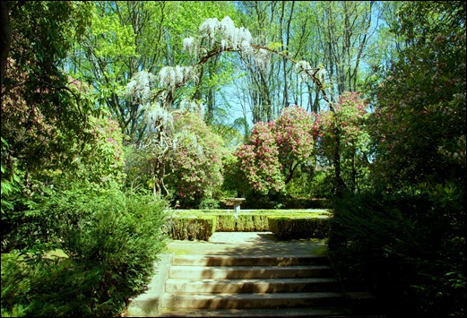 jardim serralves - porto - jardim - rododendron e glicinia branca