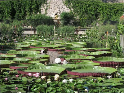 The Largest Water Lily in the World Seen On www.coolpicturegallery.us