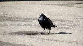 This crow knows what you did, funny crow, funny animals