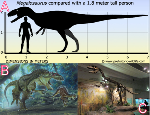 (A) Tamaño, (B) modelo artístico y (C) esqueleto de un megalosaurio, se trata de un dinosaurio terópodo carnívoro.