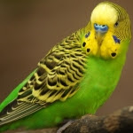 Parakeets Budgerigar