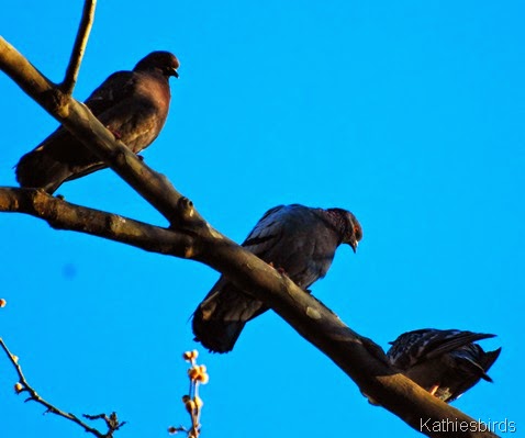 6. pigeons-kab