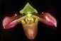Paphiopedilum wentworthianum orchid plant care and culture