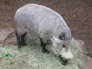 Bearded pig