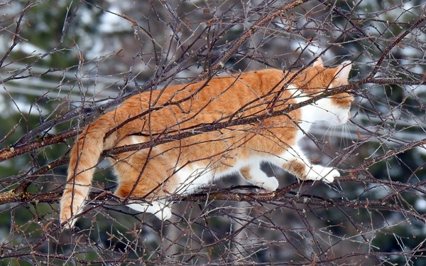 pus katt kattepus pusekatt