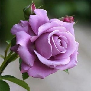 purple roses meaning