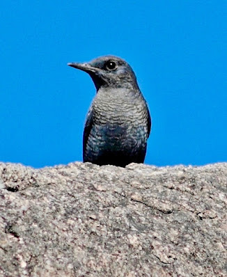Blue Rock-Thrush - winter visitor