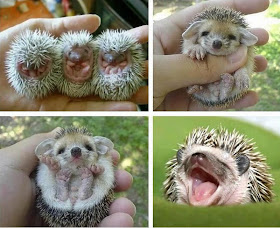 Funny animals of the week, baby hedgehogs