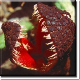 http://tipspetani.blogspot.com/2014/12/tumbuhan-aneh-yang-ada-di-dunia.html