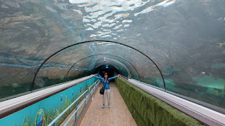 Sea Life Aquarium underwater tunnel stingray